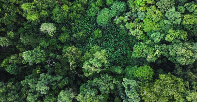 Moore Global & Treedom partnership sets roots for CSR goals